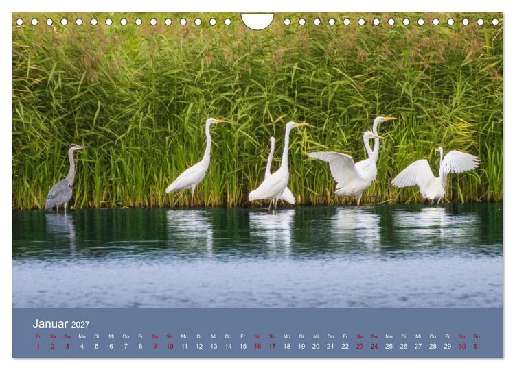 Produktbild: Reiher in der Elbmarsch (Wandkalender 2027 DIN A4 quer), CALVENDO Monatskalender