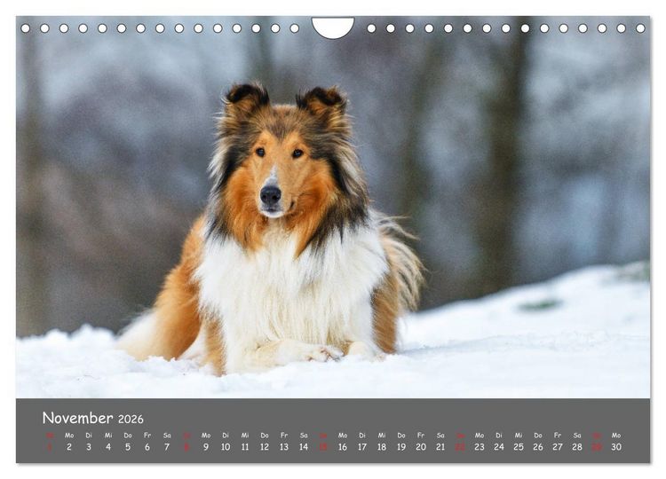Produktbild: Einmal Collie - immer Collie (Wandkalender 2026 DIN A4 quer), CALVENDO Monatskalender