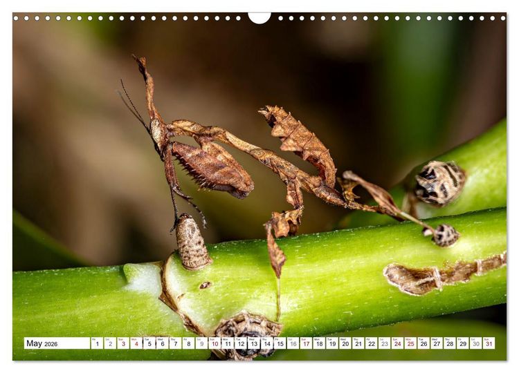 Produktbild: Queens of the Insect World (Wall Calendar 2026 DIN A3 landscape), CALVENDO 12 Month Wall Calendar