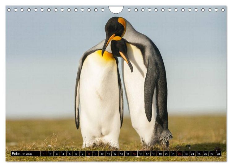 Produktbild: Pinguine - Watscheln im festlichen Kleid (Wandkalender 2026 DIN A4 quer), CALVENDO Monatskalender