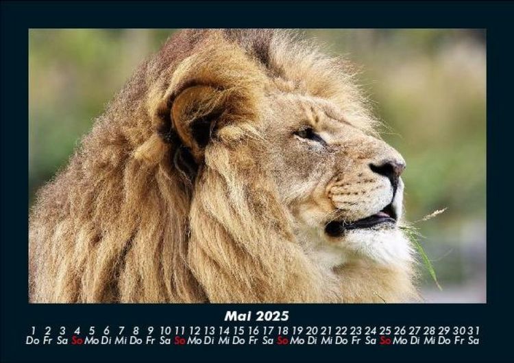 Produktbild: L&ouml;wen in der Wildnis 2025 Fotokalender DIN A5