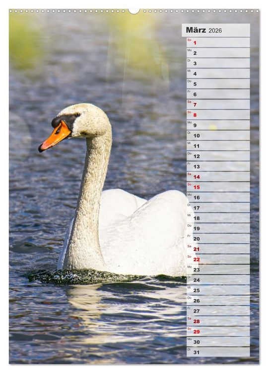 Produktbild: Stolze Schw&auml;ne (hochwertiger Premium Wandkalender 2026 DIN A2 hoch), Kunstdruck in Hochglanz