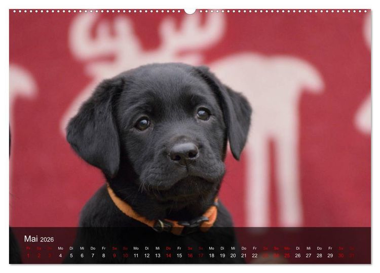 Produktbild: Labrador Retriever Welpen (Wandkalender 2026 DIN A2 quer), CALVENDO Monatskalender