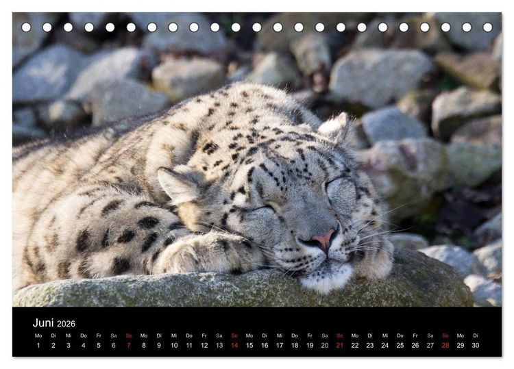 Produktbild: Schneeleoparden (Tischkalender 2026 DIN A5 quer), CALVENDO Monatskalender