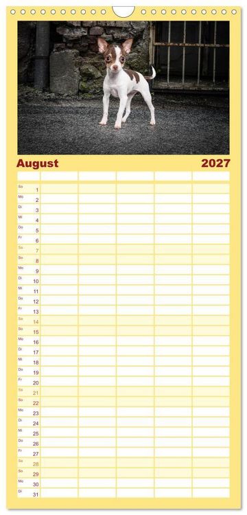 Produktbild: Familienplaner 2027 - Chihuahuas - Cool and Cute mit 5 Spalten (Wandkalender, 21 x 45 cm) CALVENDO