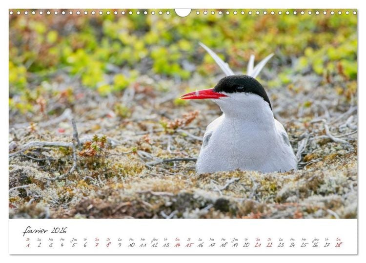 Produktbild: La faune de nos c&ocirc;tes les oiseaux (Calendrier mural 2026 DIN A3 vertical), CALVENDO calendrier mensuel
