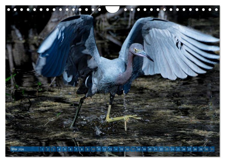 Produktbild: Blaureiher und Dreifarbenreiher (Wandkalender 2026 DIN A4 quer), CALVENDO Monatskalender