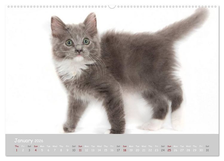 Produktbild: Amazing Ragdoll Kittens (High Quality Premium Wall Calendar 2026 DIN A2 landscape),CALVENDO 12 Month Wall Calendar