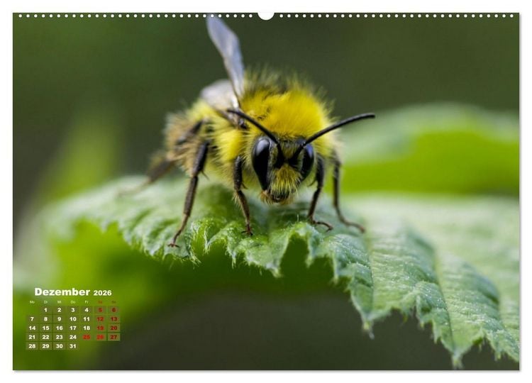 Produktbild: Klein aber oho. Die bunte Welt der Insekten (hochwertiger Premium Wandkalender 2026 DIN A2 quer), Kunstdruck in Hochglanz