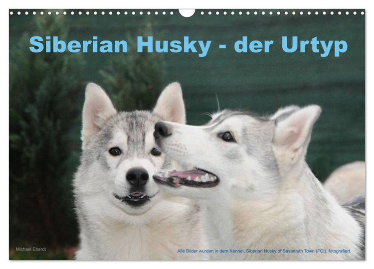 Produktbild: Siberian Husky - der Urtyp (Wandkalender 2026 DIN A3 quer), CALVENDO Monatskalender