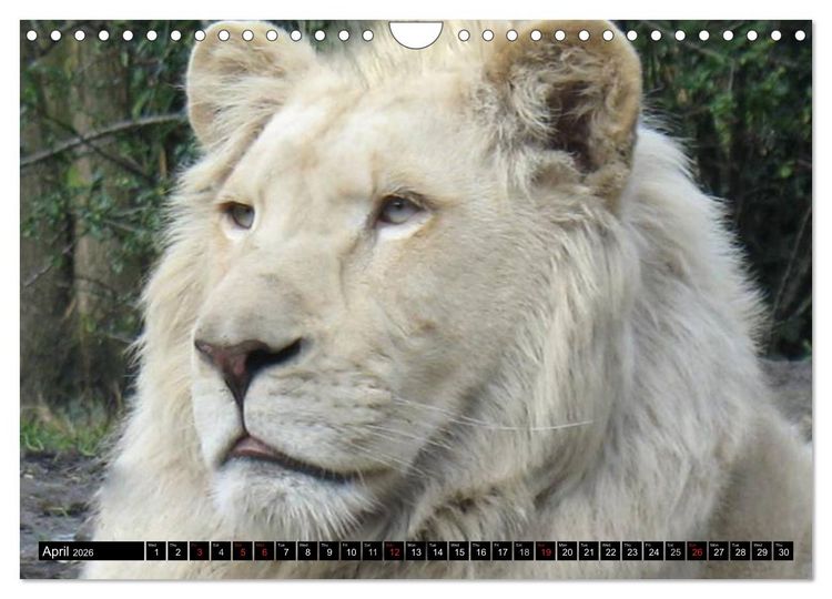 Produktbild: Big Cats &bull; Faces of the most beautiful predators (Wall Calendar 2026 DIN A4 landscape), CALVENDO 12 Month Wall Calendar