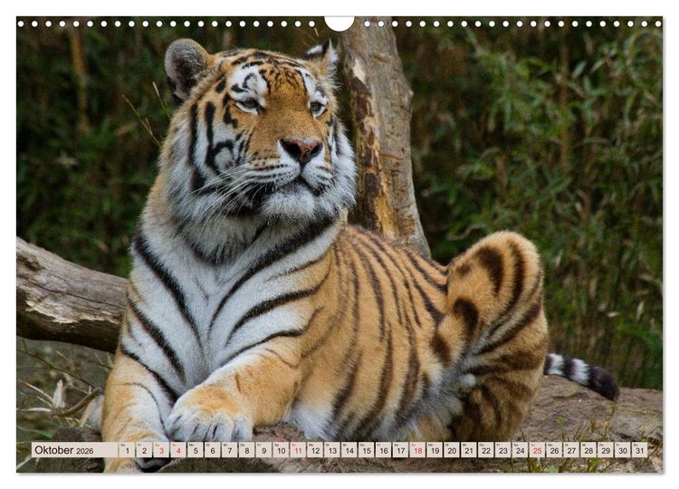 Produktbild: Tiger. Gestreift, wild u. sch&ouml;n (Wandkalender 2026 DIN A3 quer), CALVENDO Monatskalender