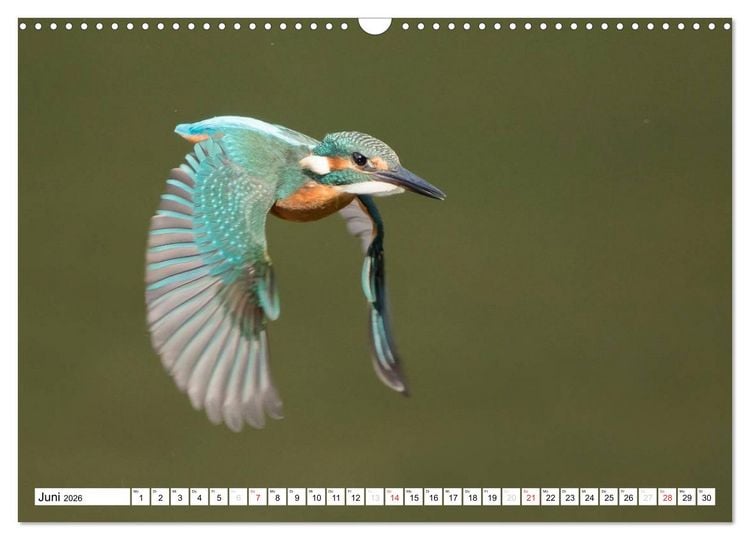 Produktbild: Faszination Eisvogel (Wandkalender 2026 DIN A3 quer), CALVENDO Monatskalender