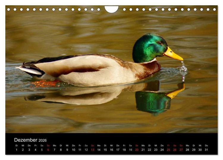 Produktbild: Das Leben der Enten (Wandkalender 2026 DIN A4 quer), CALVENDO Monatskalender