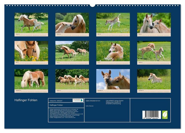 Produktbild: Haflinger Fohlen (hochwertiger Premium Wandkalender 2027 DIN A2 quer), Kunstdruck in Hochglanz