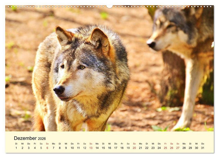 Produktbild: Scheue Wildtiere in heimischen W&auml;ldern und Bergen (Wandkalender 2026 DIN A2 quer), CALVENDO Monatskalender
