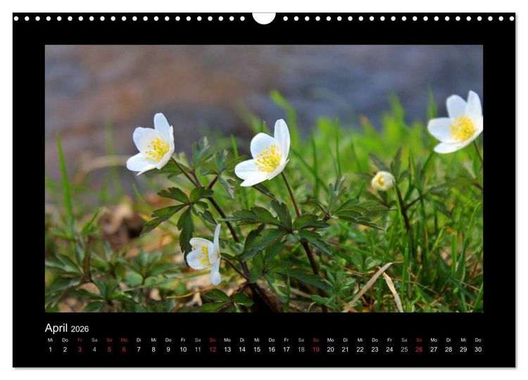 Produktbild: Landschaft Teufelsmoor / 2026 (Wandkalender 2026 DIN A3 quer), CALVENDO Monatskalender