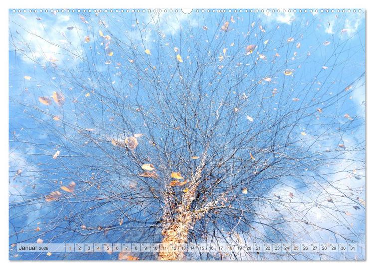 Produktbild: Vielfalt der B&auml;ume - variety of trees (hochwertiger Premium Wandkalender 2026 DIN A2 quer), Kunstdruck in Hochglanz