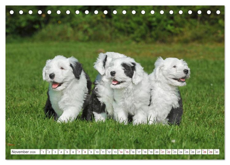 Produktbild: In der Kinderstube bei Familie Bobtail (Tischkalender 2026 DIN A5 quer), CALVENDO Monatskalender