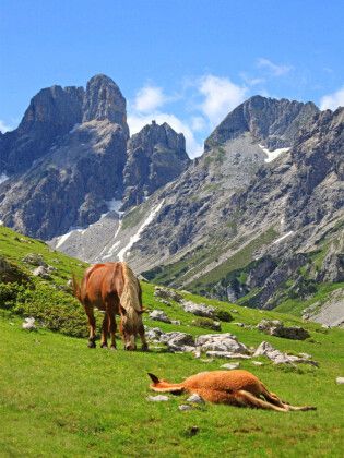 Produktbild: CALVENDO Puzzle Haflinger im oberen Rinderfeld | 1000 Teile Lege-Gr&ouml;&szlig;e 64x48cm Foto-Puzzle f&uuml;r gl&uuml;ckliche Stunden