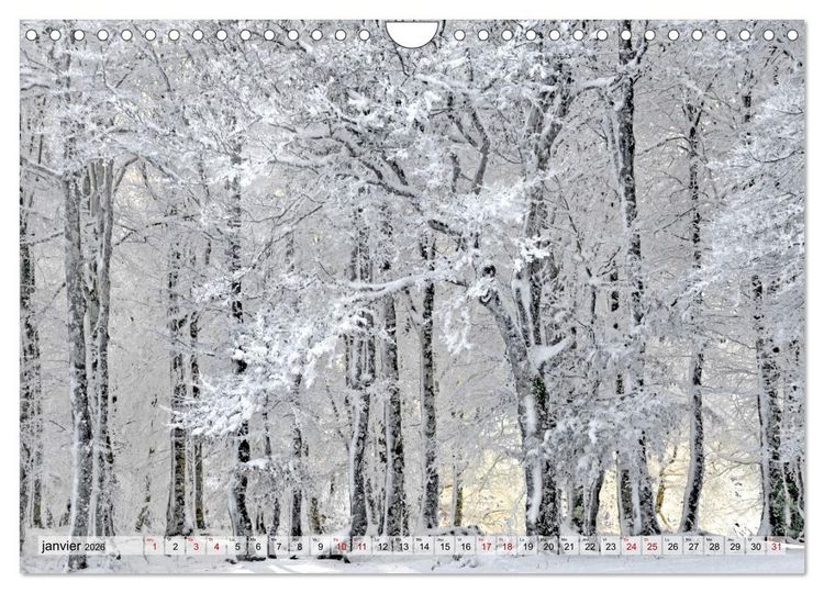 Produktbild: Au c&oelig;ur de la for&ecirc;t (Calendrier mural 2026 DIN A4 vertical), CALVENDO calendrier mensuel