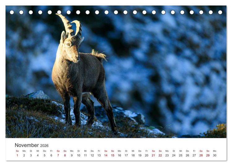 Produktbild: Steinbock - K&ouml;nig der Alpen (Tischkalender 2026 DIN A5 quer), CALVENDO Monatskalender