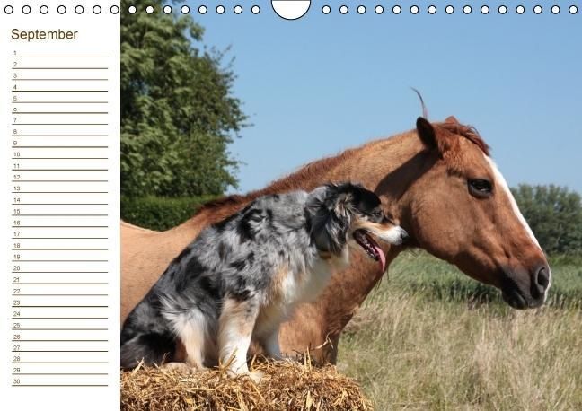 Produktbild: Der Pferde-Geburtstagskalender (Wandkalender immerw&auml;hrend DIN A4 quer)