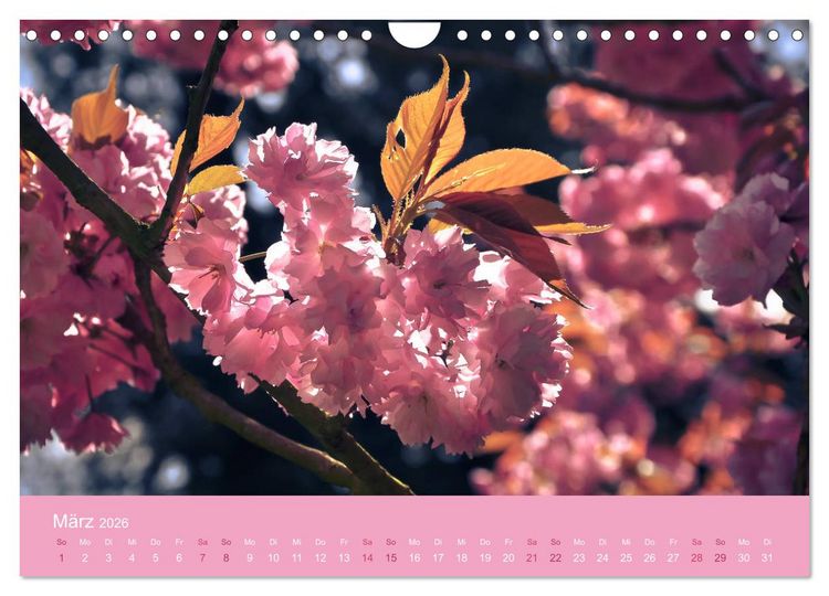 Produktbild: Zarte Kirschbl&uuml;ten - Berauschende Gedankend&uuml;fte (Wandkalender 2026 DIN A4 quer), CALVENDO Monatskalender