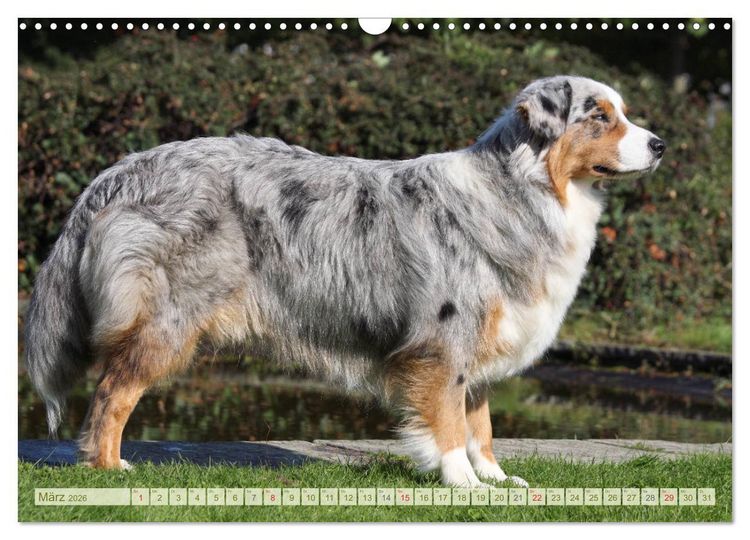 Produktbild: Australian Shepherd - H&uuml;tehunde mit Familienanschluss (Wandkalender 2026 DIN A3 quer), CALVENDO Monatskalender