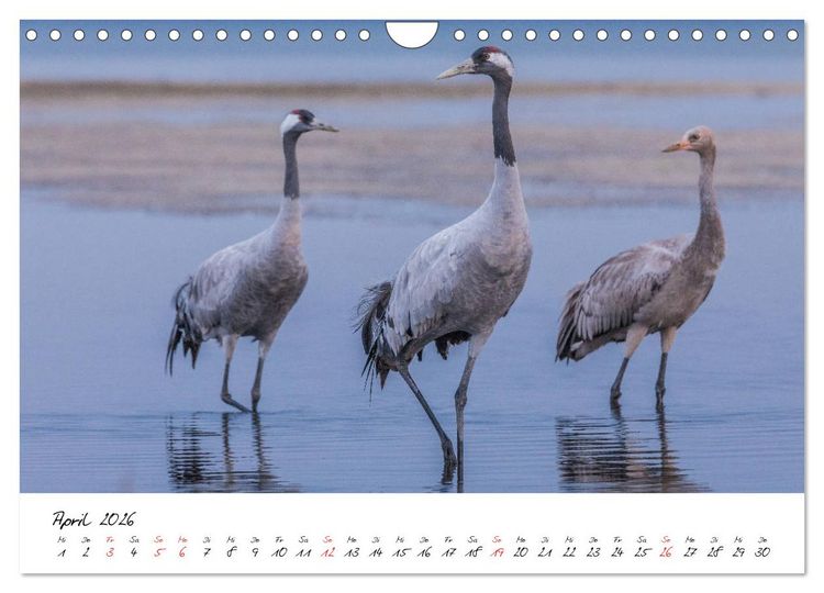 Produktbild: Kraniche am Schlafplatz - im Naturparadies der Mecklenburgischen Seenplatte (Wandkalender 2026 DIN A4 quer), CALVENDO Monatskalender