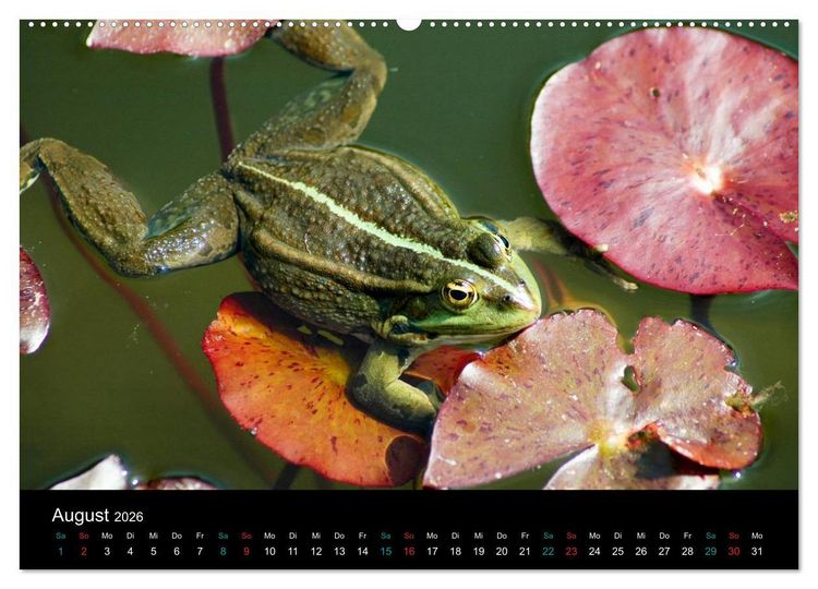 Produktbild: FROSCHBUCH (Wandkalender 2026 DIN A2 quer), CALVENDO Monatskalender