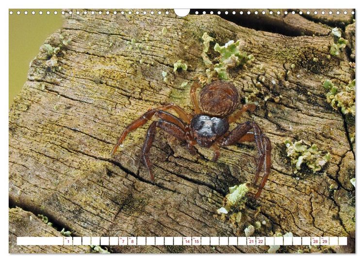 Produktbild: Spinnen in Deutschland (Wandkalender 2026 DIN A3 quer), CALVENDO Monatskalender