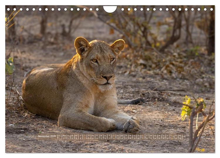 Produktbild: Sambias gro&szlig;artige Tierwelt (Wandkalender 2026 DIN A4 quer), CALVENDO Monatskalender