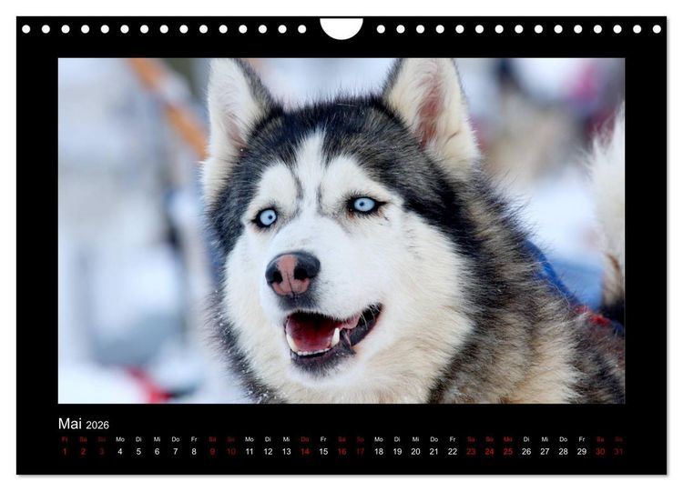 Produktbild: Huskys im Schnee (Wandkalender 2026 DIN A4 quer), CALVENDO Monatskalender