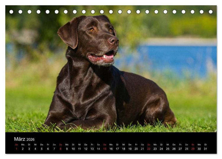 Produktbild: Labrador Retriever 2026 (Tischkalender 2026 DIN A5 quer), CALVENDO Monatskalender