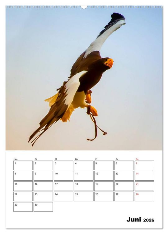 Produktbild: Raub- und Greifv&ouml;gel im Flug (hochwertiger Premium Wandkalender 2026 DIN A2 hoch), Kunstdruck in Hochglanz