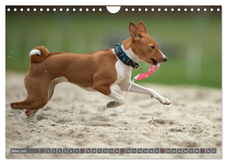 Produktbild: Der Basenji (Wandkalender 2026 DIN A4 quer), CALVENDO Monatskalender