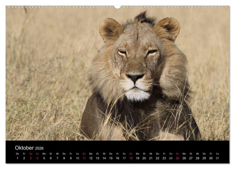Produktbild: L&ouml;wen - K&ouml;nige der Tiere (Wandkalender 2026 DIN A2 quer), CALVENDO Monatskalender