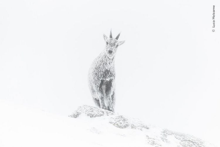Produktbild: Wildlife Fotografien des Jahres &ndash; Portfolio 33