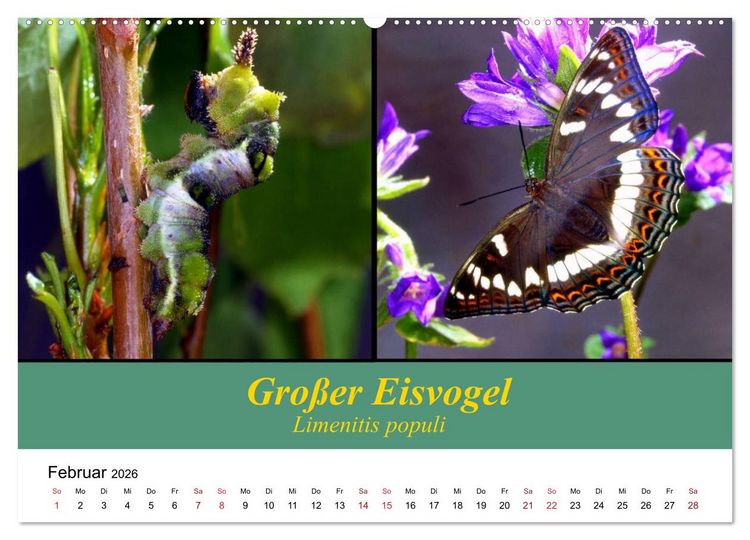 Produktbild: Zwei Leben, Raupe und Schmetterling (Wandkalender 2026 DIN A2 quer), CALVENDO Monatskalender