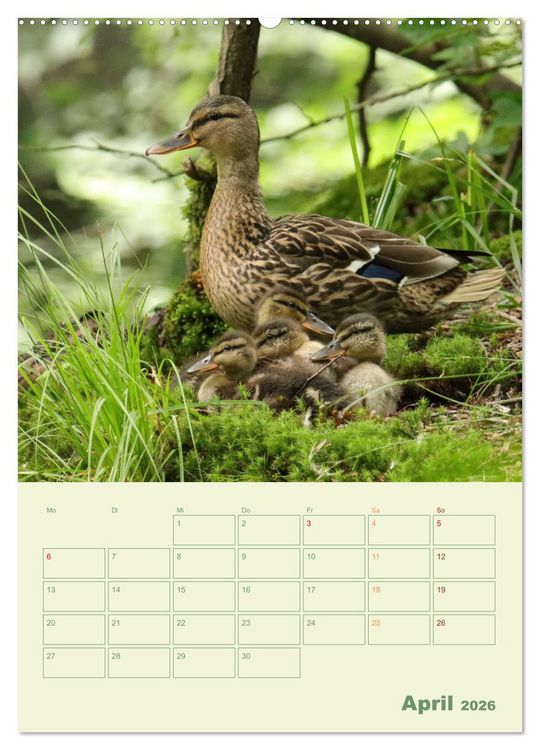 Produktbild: Waldmomente (hochwertiger Premium Wandkalender 2026 DIN A2 hoch), Kunstdruck in Hochglanz