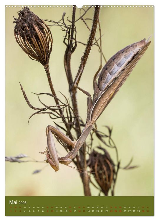 Produktbild: Die Gottesanbeterin. R&auml;uber der Insektenwelt. (Wandkalender 2026 DIN A2 hoch), CALVENDO Monatskalender