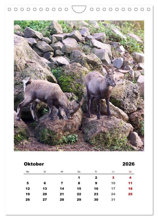 Produktbild: Alpen-Steinb&ouml;cke, imposante Horntr&auml;ger (Wandkalender 2026 DIN A4 hoch), CALVENDO Monatskalender
