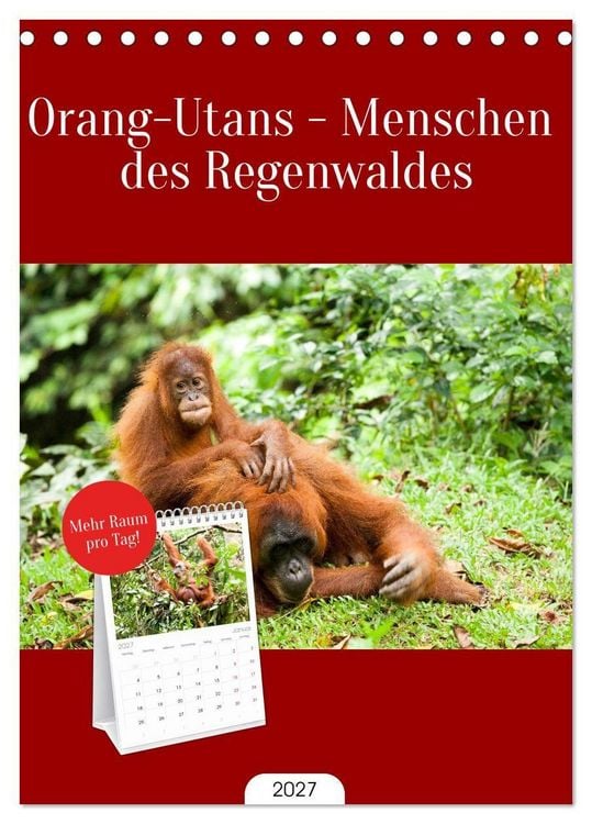 Produktbild: Tischplaner 2027 - Orang-Utans - Menschen des Regenwaldes (A5 Tischkalender zum Aufstellen) CALVENDO