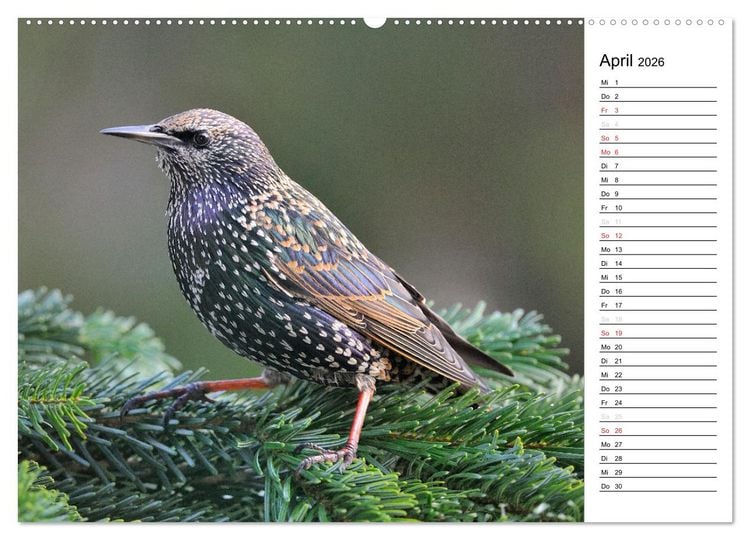 Produktbild: Unsere heimischen Gartenv&ouml;gel (hochwertiger Premium Wandkalender 2026 DIN A2 quer), Kunstdruck in Hochglanz
