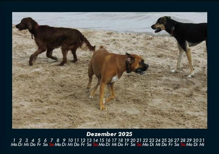 Produktbild: Hunde 2025 Fotokalender DIN A5