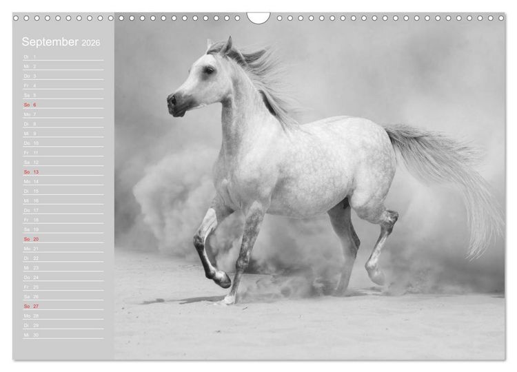 Produktbild: Arabische Pferde (Wandkalender 2026 DIN A3 quer), CALVENDO Monatskalender