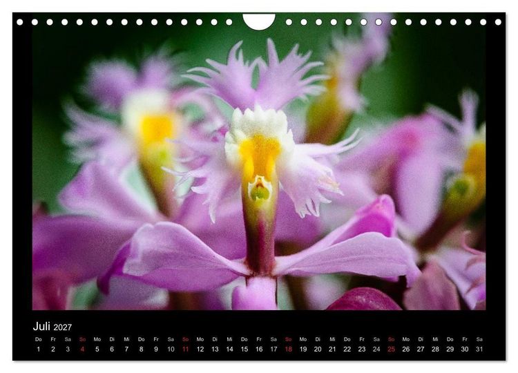 Produktbild: Wunderbare Orchideen (Wandkalender 2027 DIN A4 quer), CALVENDO Monatskalender