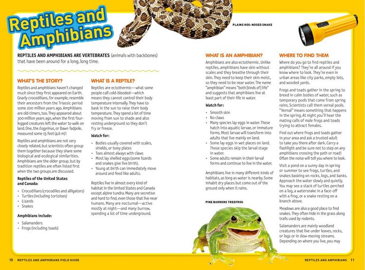 Produktbild: Ultimate Explorer Field Guide: Reptiles and Amphibians