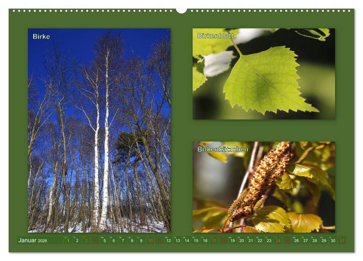 Produktbild: Faszinierende B&auml;ume (Wandkalender 2026 DIN A2 quer), CALVENDO Monatskalender